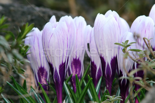 Cultivat sofran violet crestere parc Paşti Imagine de stoc © taviphoto