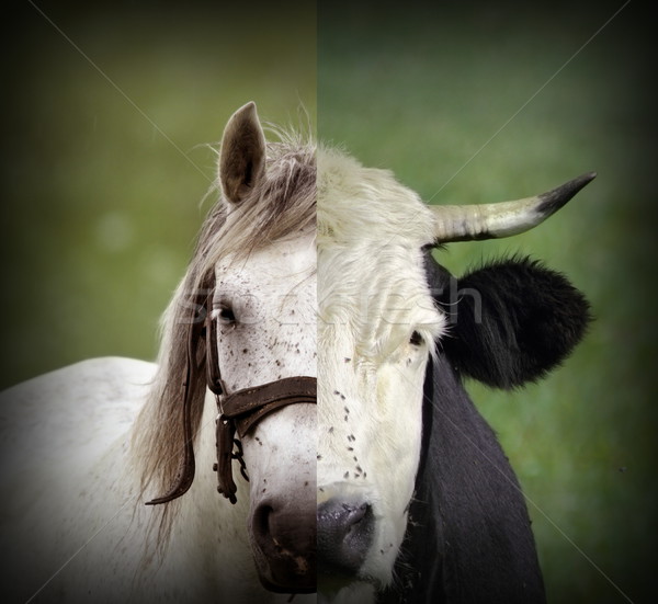 abstract montage of cow and horse heads Stock photo © taviphoto