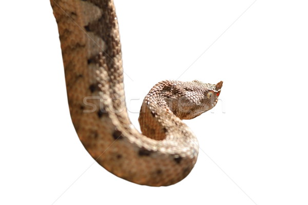 horned viper isolated over white Stock photo © taviphoto