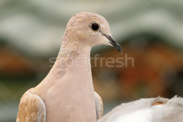 eurasian collared dove portrait Stock photo © taviphoto