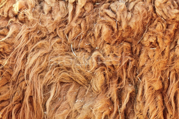 lama glama textured fur detail Stock photo © taviphoto
