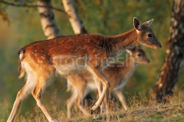 fallow deer family Stock photo © taviphoto
