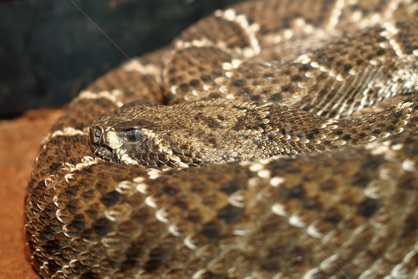 western diamondback rattlesnake Stock photo © taviphoto