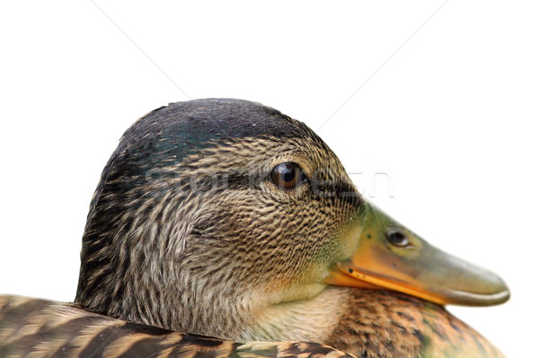 Stock photo: isolated portrait of a female mallard