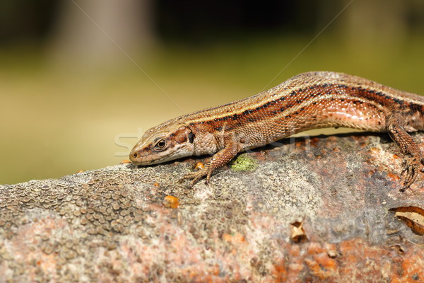 closeup of viviparous lizard Stock photo © taviphoto