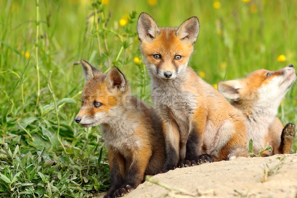 Piękna Fox europejski czerwony rodziny wiosną Zdjęcia stock © taviphoto
