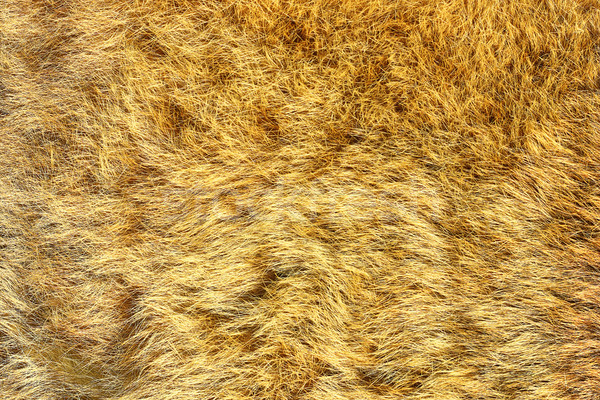 european lynx real pelt Stock photo © taviphoto