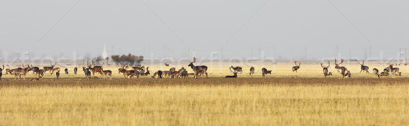 fallow deer herd in mating season Stock photo © taviphoto