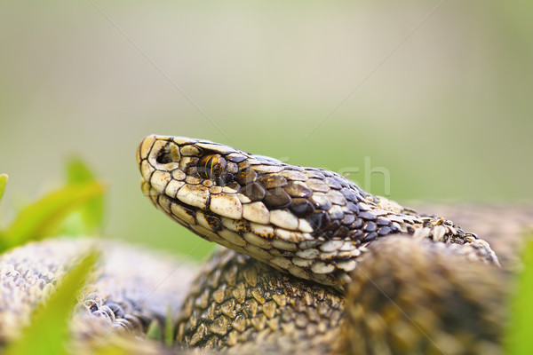 macro portrait of venomous viper Stock photo © taviphoto