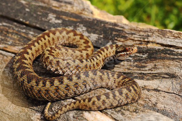 male common adder basking on wood Stock photo © taviphoto