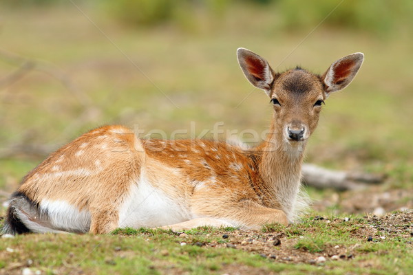 fallow deer calf relaxing Stock photo © taviphoto