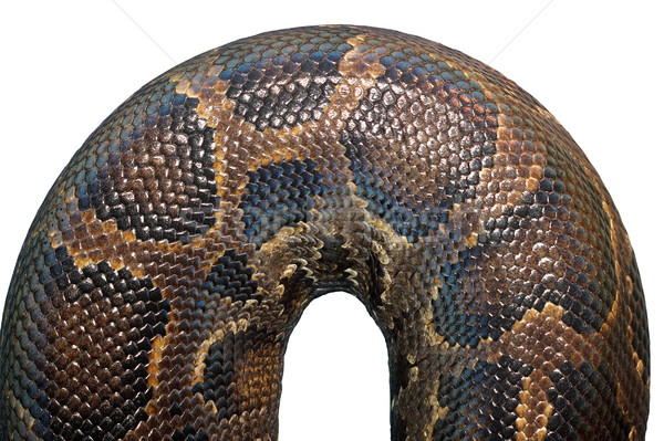 [[stock_photo]]: Détail · python · peau · isolement · blanche · nature