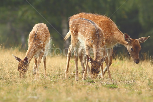 fallow deer family Stock photo © taviphoto