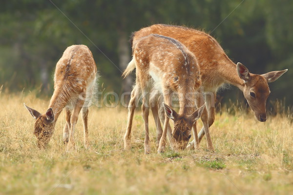 Stok fotoğraf: Geyik · aile · iki · genç · çayır · instagram