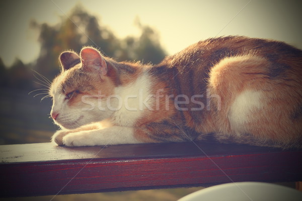Pigro cat riposo legno panchina instagram Foto d'archivio © taviphoto
