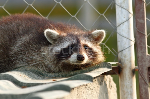 Wasbeer portret dierentuin gezicht zwarte hoofd Stockfoto © taviphoto