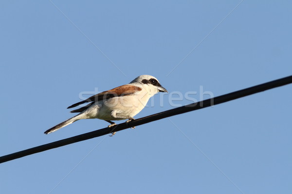 male red backed shrike Stock photo © taviphoto