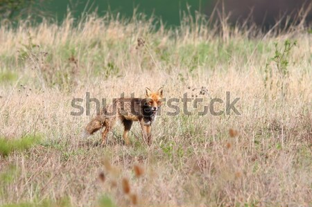 red fox in the field Stock photo © taviphoto