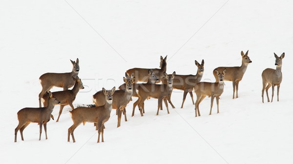 Stock photo: roe deer herd over white snow