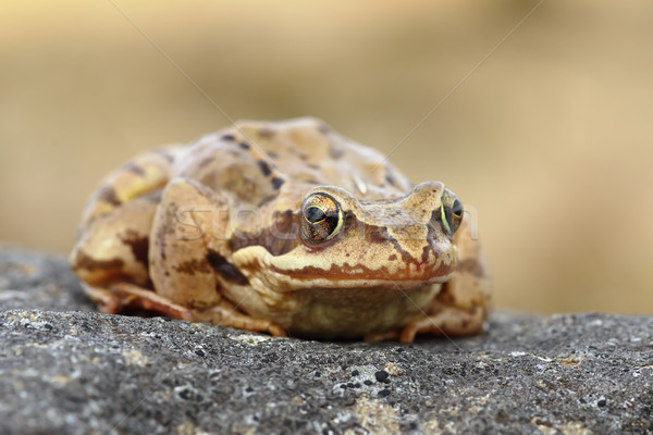 european common frog closeup Stock photo © taviphoto