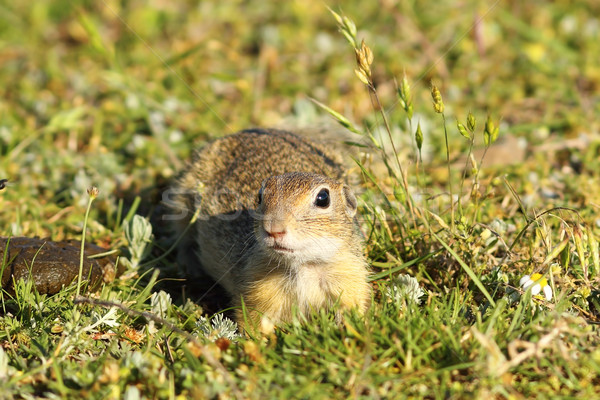 curious juvenile ground squirrel Stock photo © taviphoto