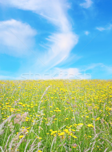 Stockfoto: Groene · veld · platteland · landschap · Blauw