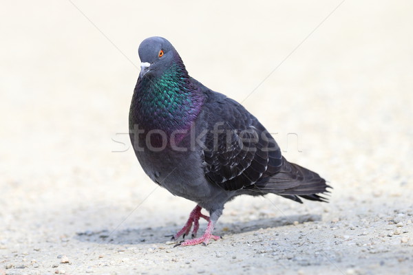Homme pigeon marche parc allée rue [[stock_photo]] © taviphoto