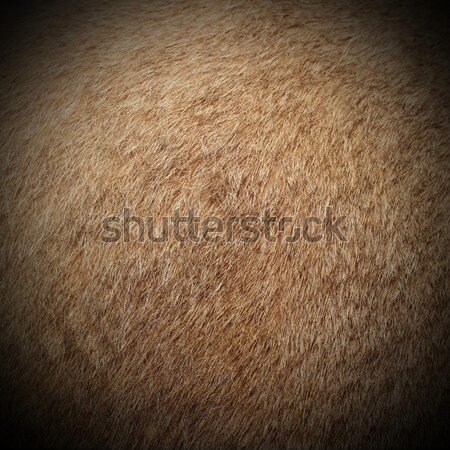 texture of dama fur Stock photo © taviphoto