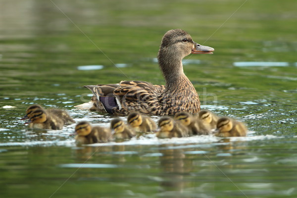 mother mallard with ducklings on water surface Stock photo © taviphoto