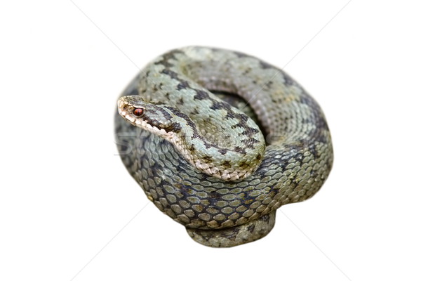 isolated female common adder Stock photo © taviphoto