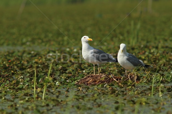 Foto stock: Ninho · sessão · imagem · danúbio · delta · Romênia