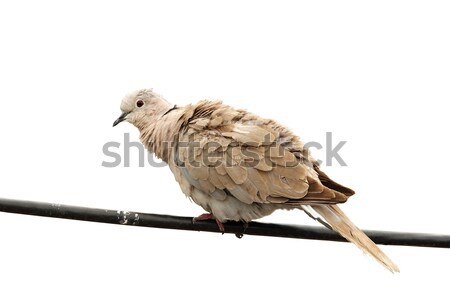 isolated turtledove on electric wire Stock photo © taviphoto