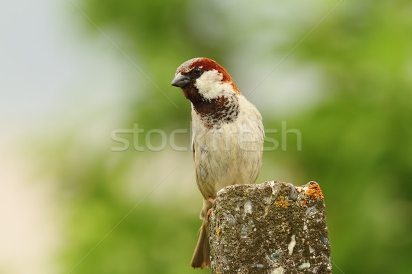male house sparrow over green background Stock photo © taviphoto
