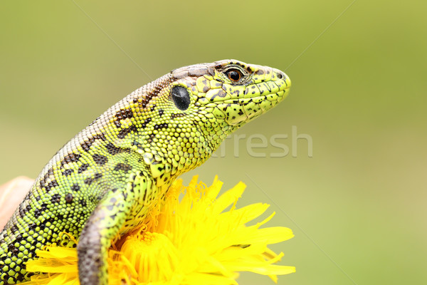 beautiful male sand lizard closeup Stock photo © taviphoto