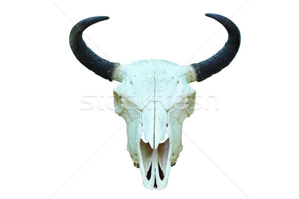 european bison isolated skull Stock photo © taviphoto