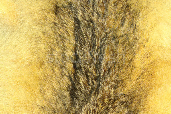 eurasian lynx fur Stock photo © taviphoto