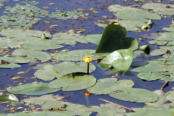 yellow water lilly Stock photo © taviphoto