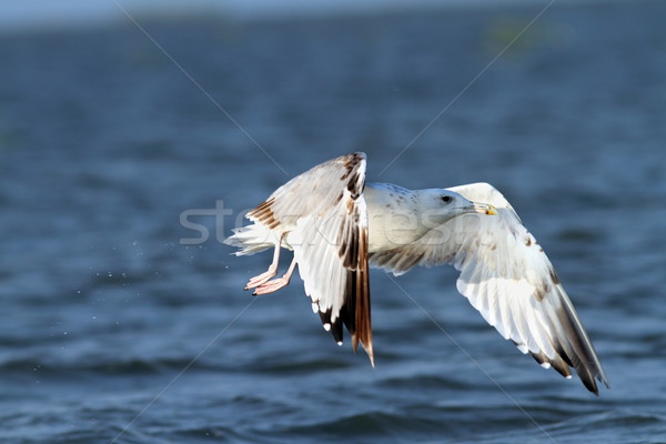 white gull flying over blue water Stock photo © taviphoto