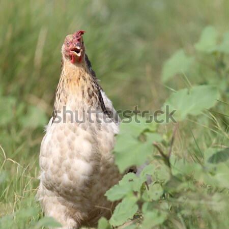 beige hen coming towards camera Stock photo © taviphoto