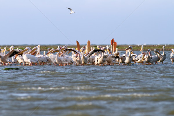 colony of pelicans Stock photo © taviphoto