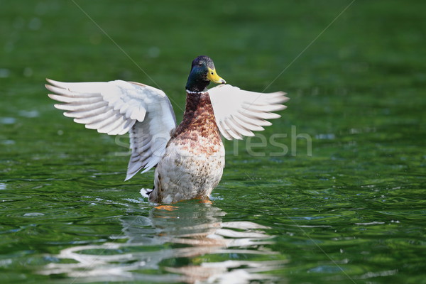 male mallard spreading wings on water Stock photo © taviphoto