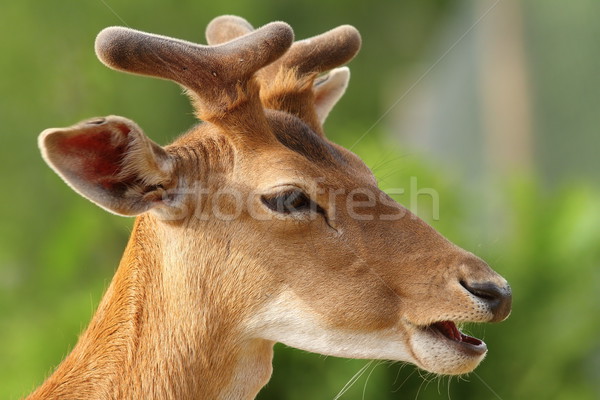 young fallow deer buck portrait Stock photo © taviphoto