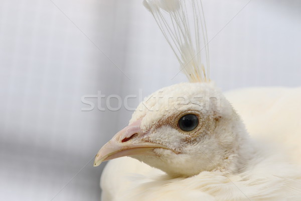 female peafowl portrait Stock photo © taviphoto