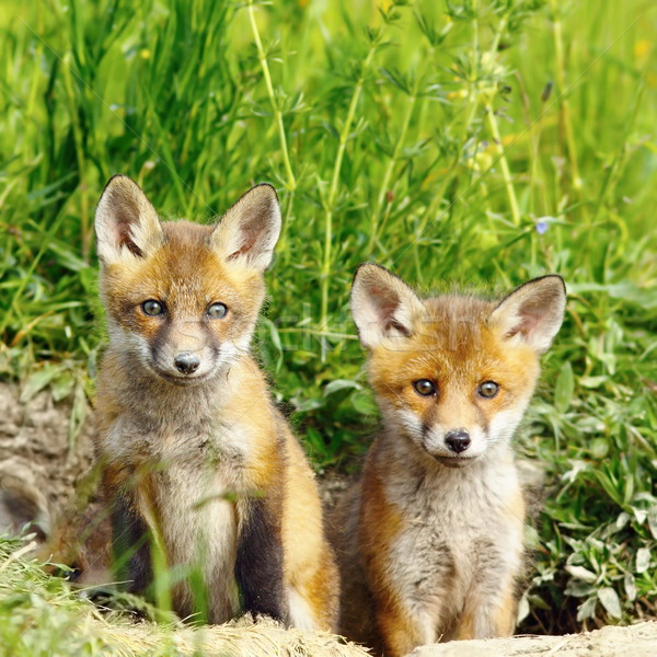 Piros róka fiútestvérek aranyos áll bejárat Stock fotó © taviphoto