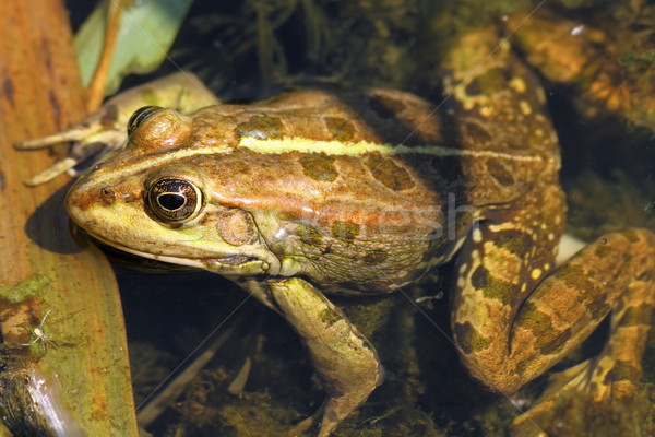 Yenilebilir kurbağa ayakta sığ su Stok fotoğraf © taviphoto