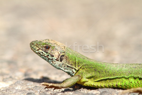 the green lizard Stock photo © taviphoto