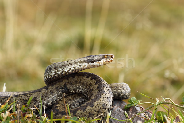 Kadın hazır grev avrupa renk yılan Stok fotoğraf © taviphoto