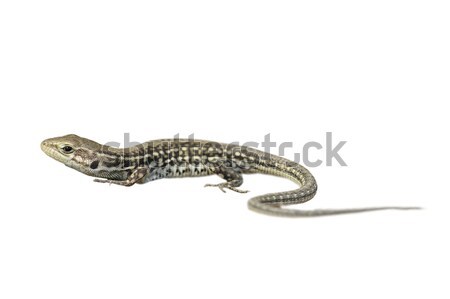 isolated balkan wall lizard Stock photo © taviphoto