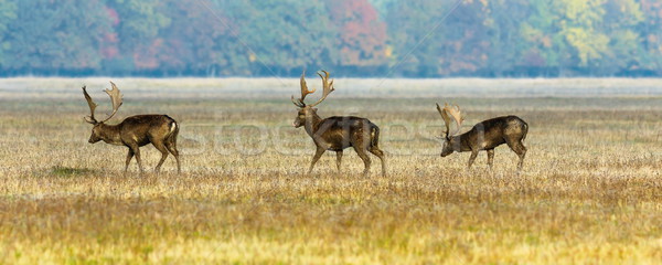 Stock photo: three fallow deer stags