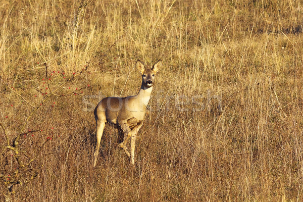 curious roe deer doe Stock photo © taviphoto